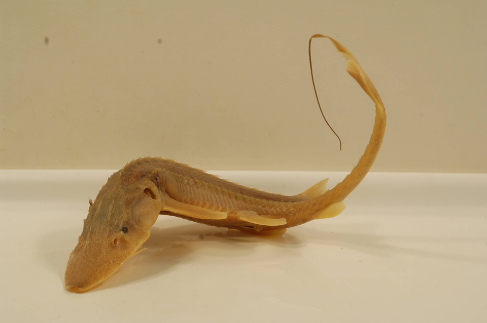 Scaphirhynchus platorynchus-1