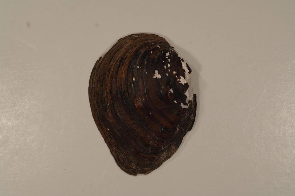 Obliquaria reflexa (outside)-1