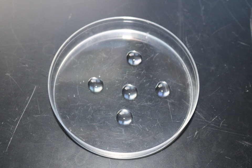Subsamples on a dry Petri dish