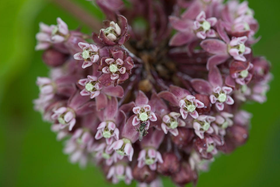 Common Milkweed-2 photo