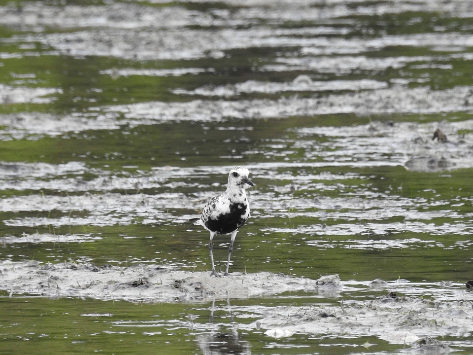 Black-bellied Plover-1