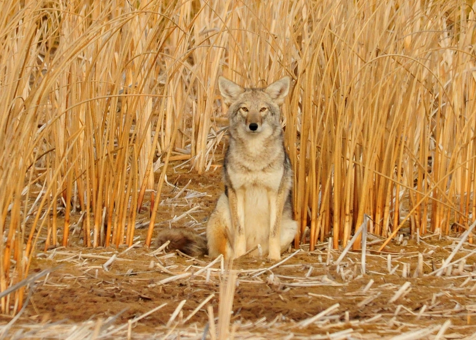 Coyote in the cattails