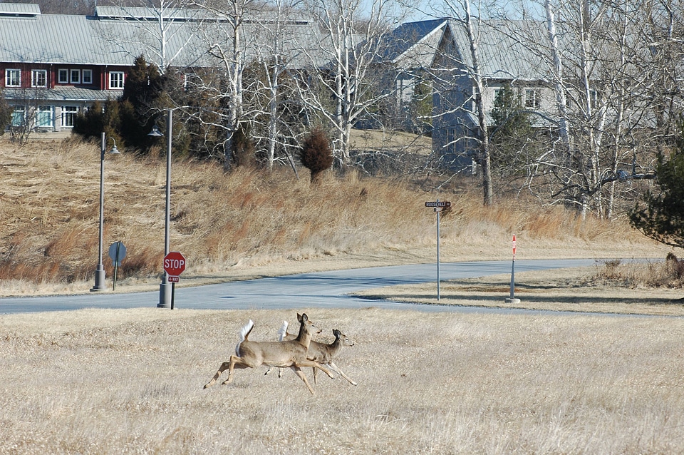 Herd of White-tailed Deer-2