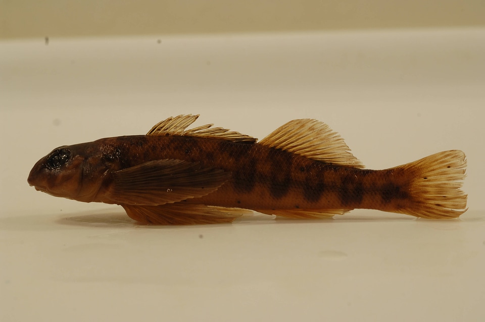 Etheostoma blennioides newmanii-4