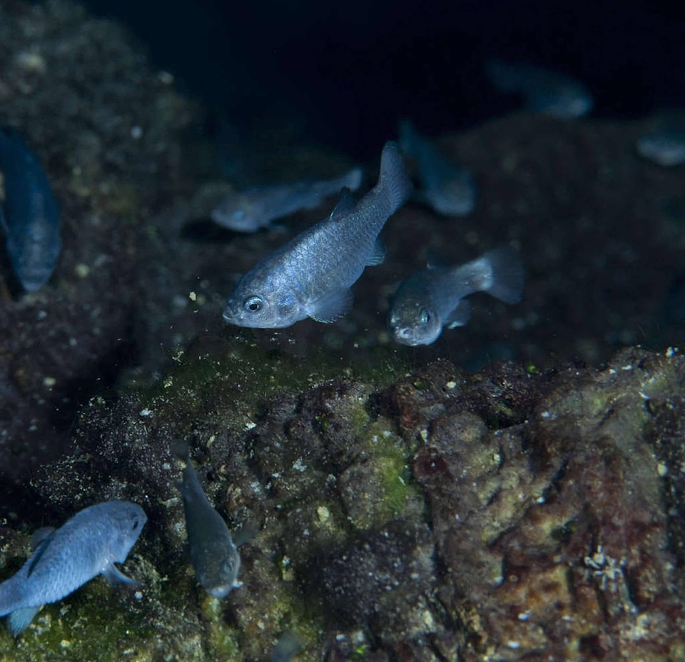 Devils Hole pupfish-1