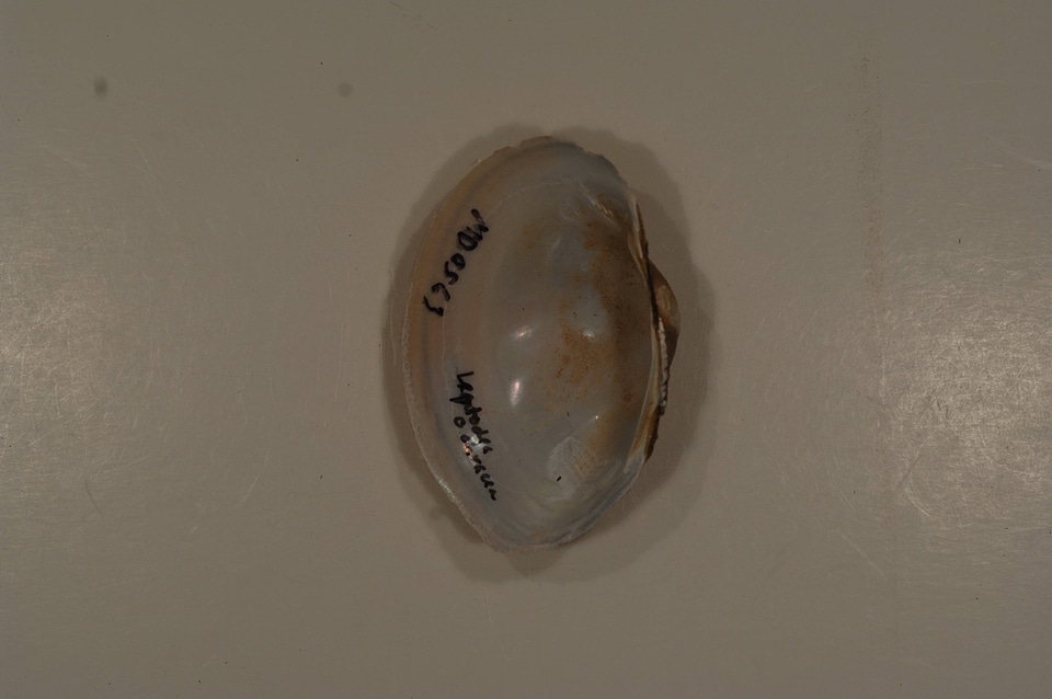 Leptodea ochracea (inside)