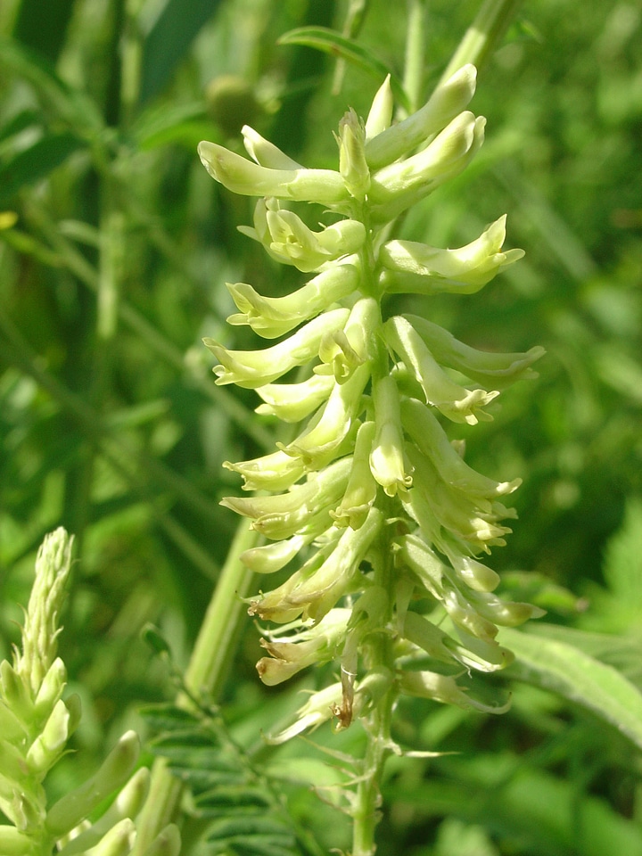 Canada milkvetch at Neal Smith National Wildlife Refuge