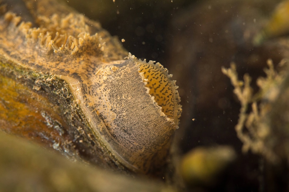 Plain pocketbook mussel-2