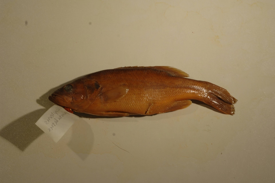 Micropterus punctulatus-1
