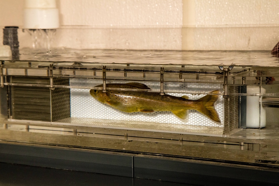 Arctic grayling in swimming tube chambers