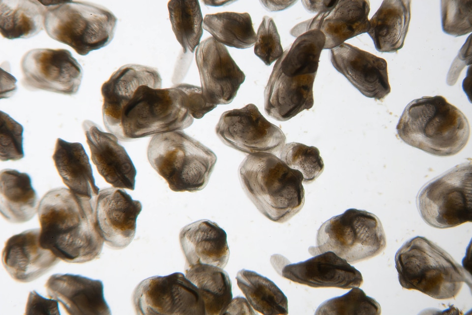 Juvenile freshwater mussels-2