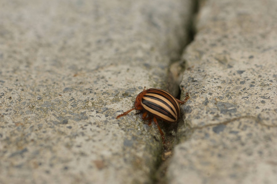 Colorado potato beetle-2