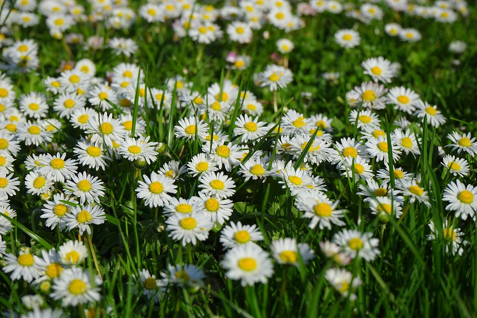 Bloom white bellis philosophy