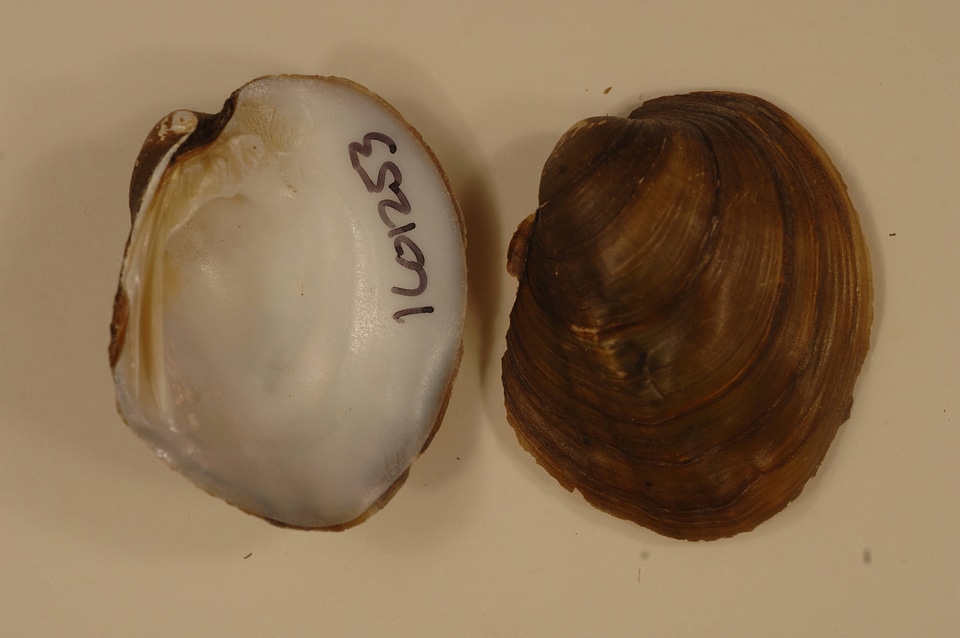 Amblema plicata-5
