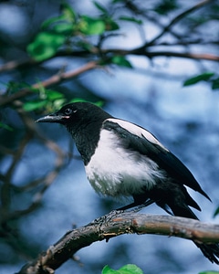 Black-billed magpie-2 photo