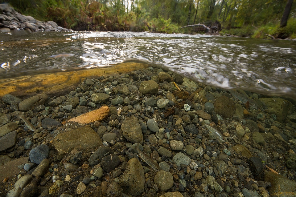 Juvenile salmon -3