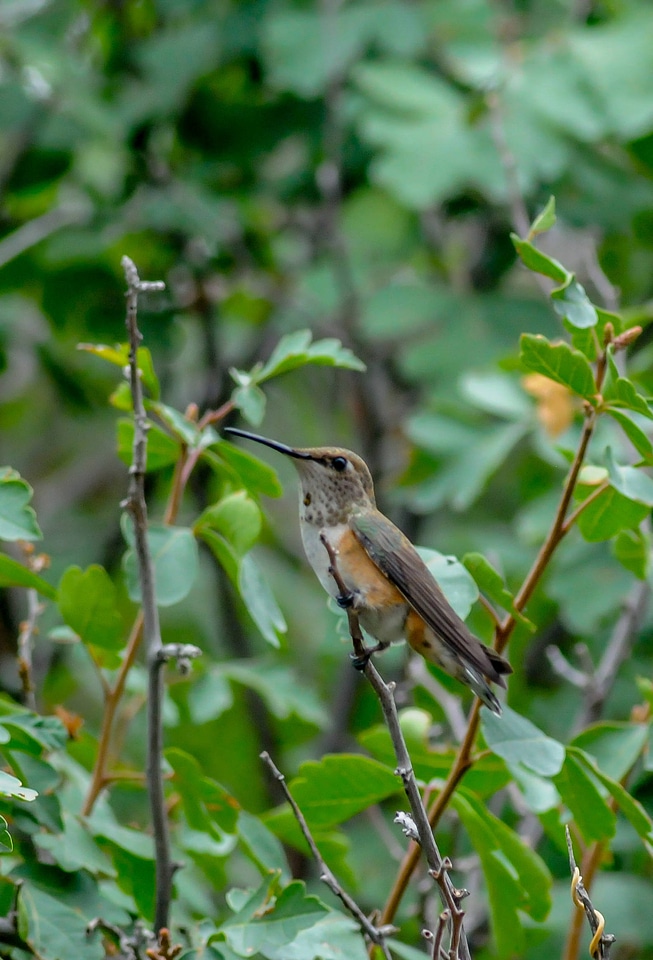 Female Rufous hummingbird on twig-1