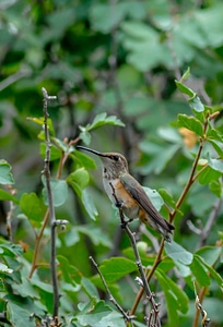 Female Rufous hummingbird on twig-1 photo