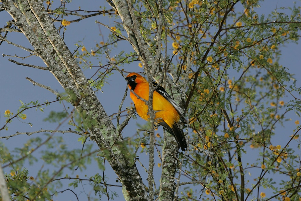 Bullocks Oriole sitting on a branch