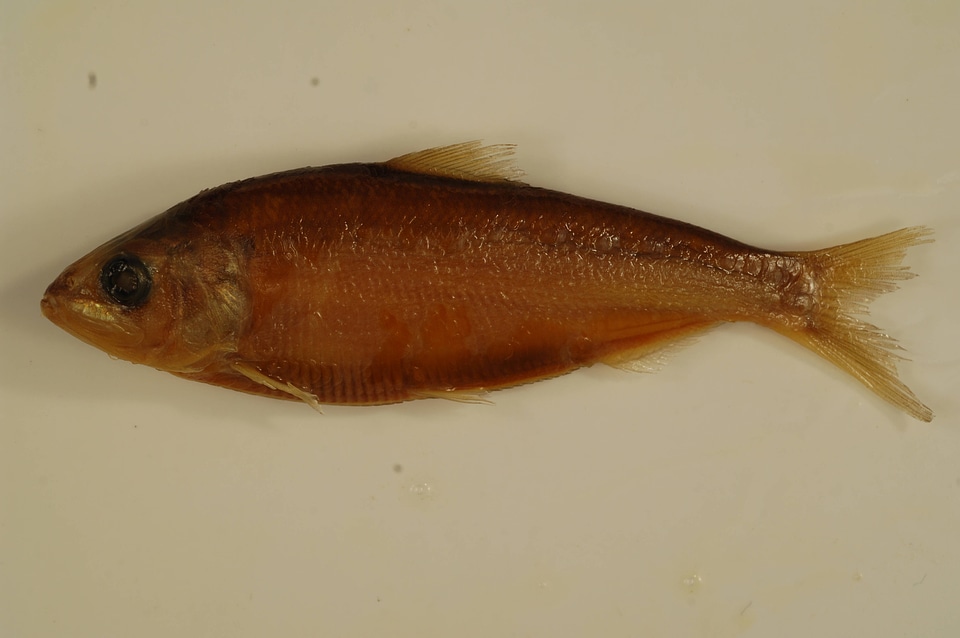Alosa aestivalis-3