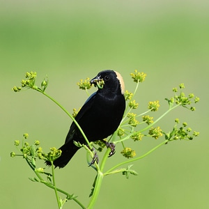 Bobolink -1 photo