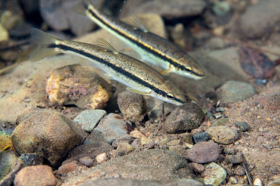  Eastern blacknose dace-2