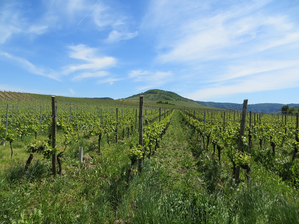 Vines fruits perennials