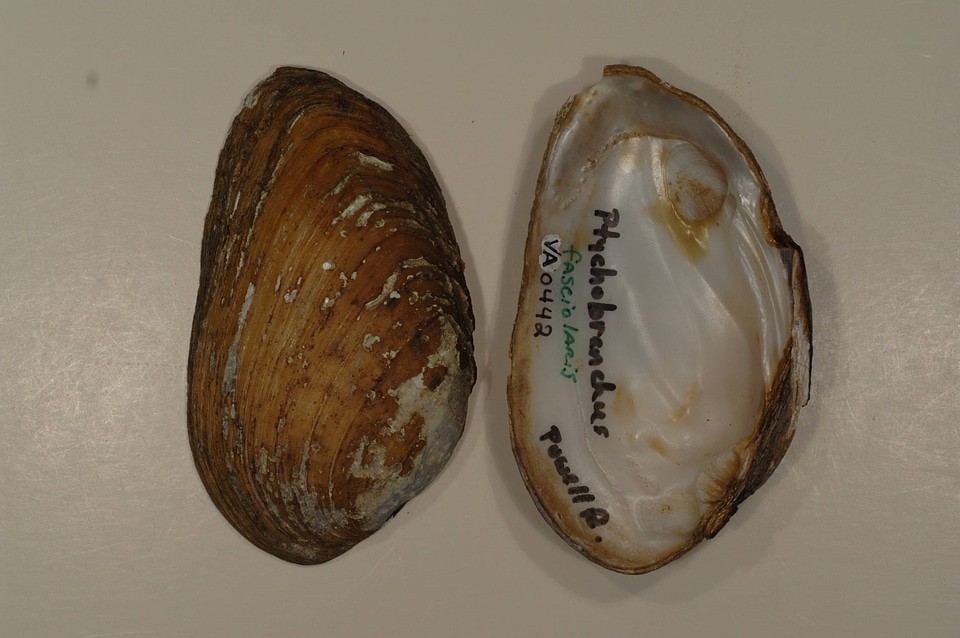 Ptychobranchus fasciolaris-6