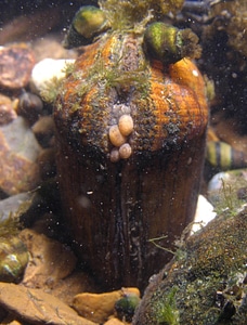 Cumberlandian combshell-7