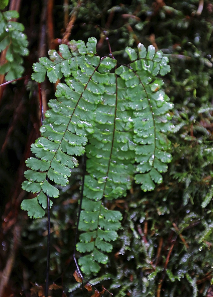 Northern Maidenhair fern