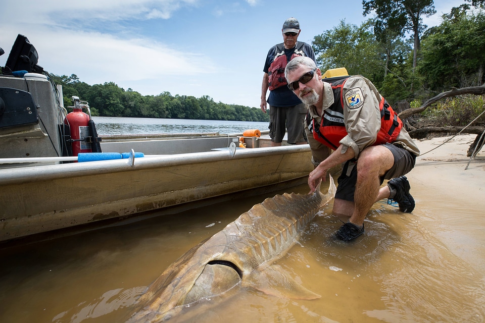 Biologists process a Gulf sturgeon in river-4