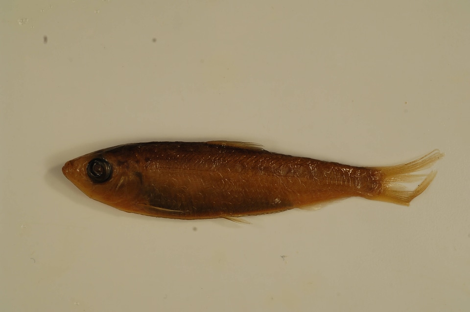 Alosa aestivalis-2