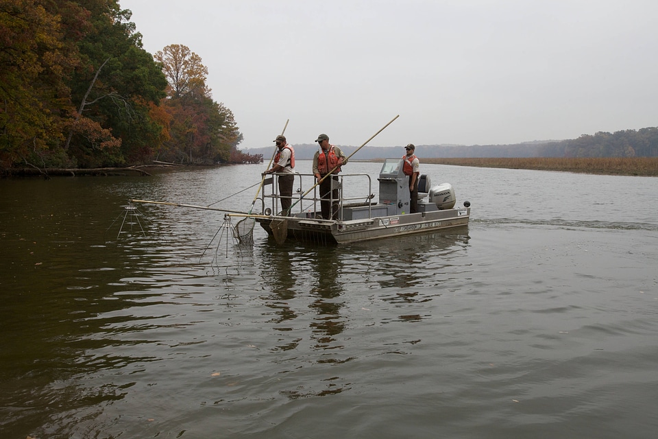 Electrofishing for Northern Snakehead-1