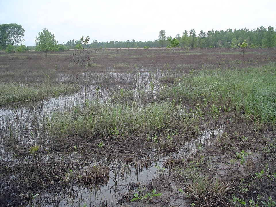 Flooding at Big Muddy National Fish and Wildlife Refuge