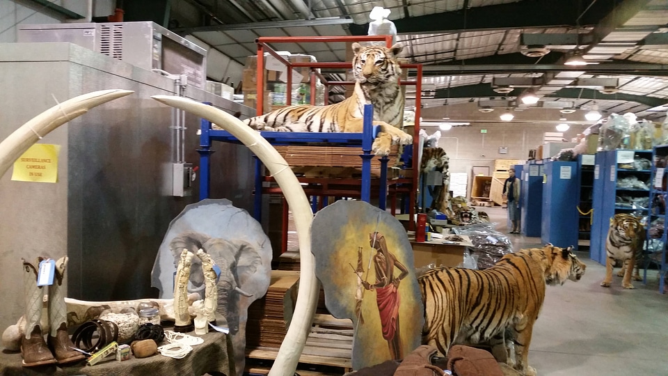 Where confiscated wildlife ends up-2