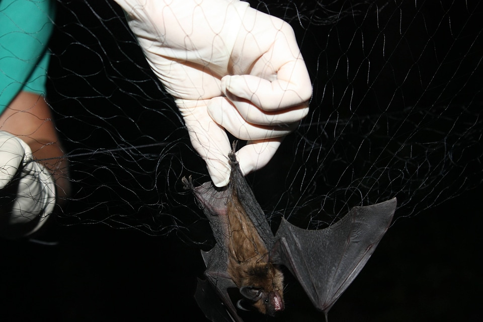 Another bat in the net
