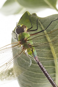 Dragonfly-5 photo