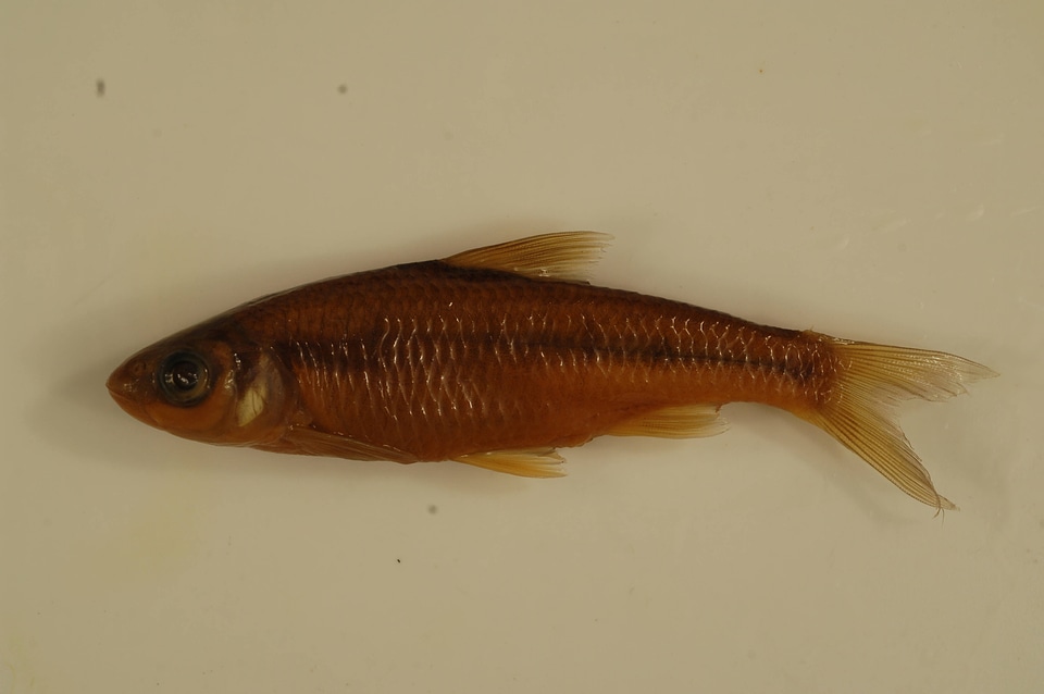 Luxilus albeolus-2