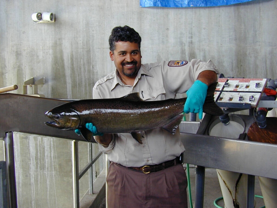 Adult Chinook Salmon