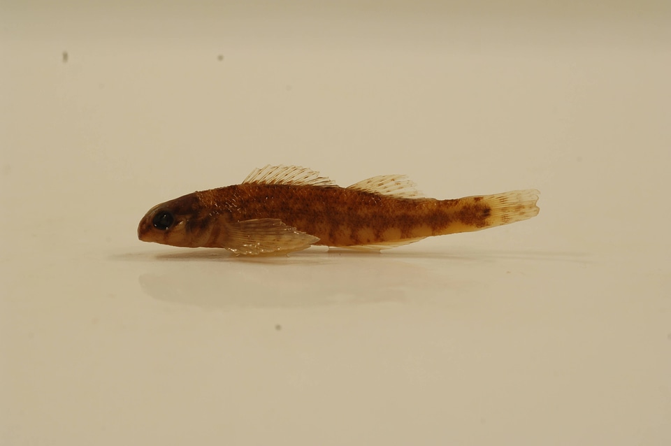 Etheostoma lynceum
