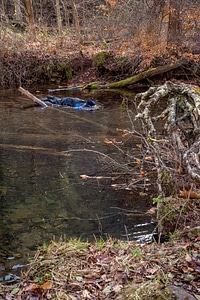 Photographer taking underwater pictures of brook trout in Seneca Creek-3