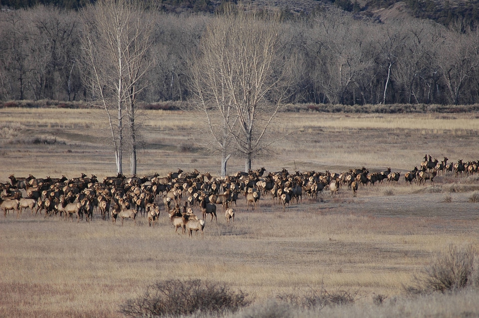 Rocky Mountain elk herd in a field of Winter Cottonwoods-1