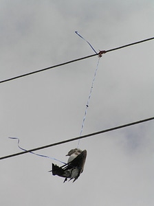Laughing Gull caught in balloon string photo