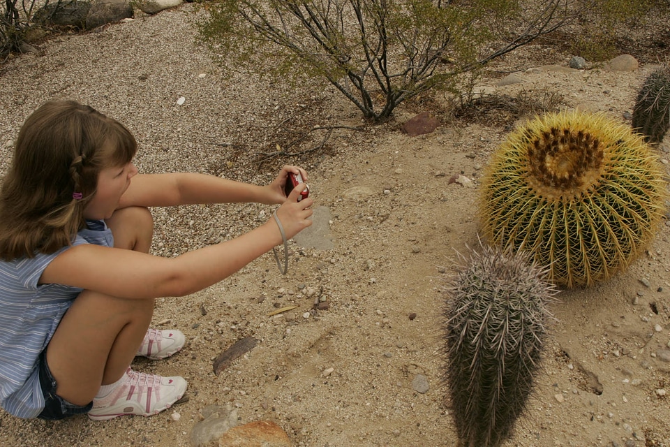 Taking aim at the cactus