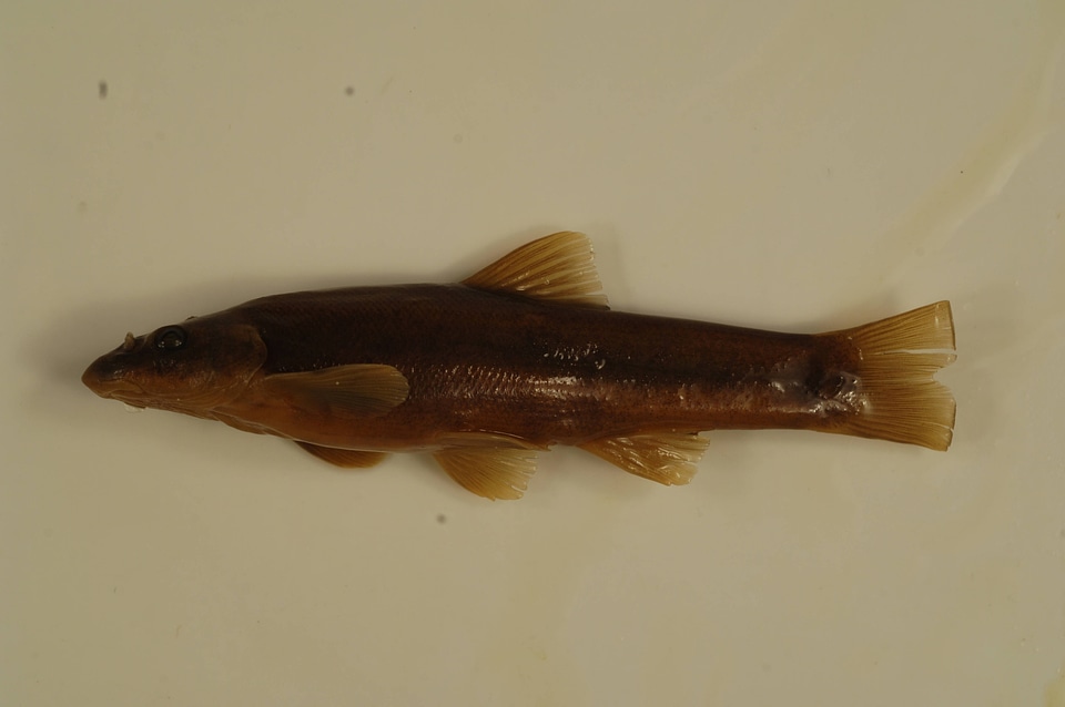 Rhinichthys cataractae-1