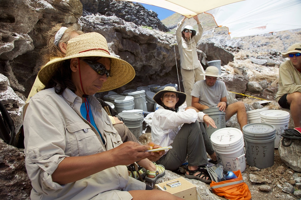 Nihoa Millerbird Translocation-4