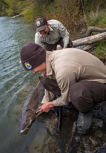 USFWS Fisheries workers prepare to release Lake sturgeon-6