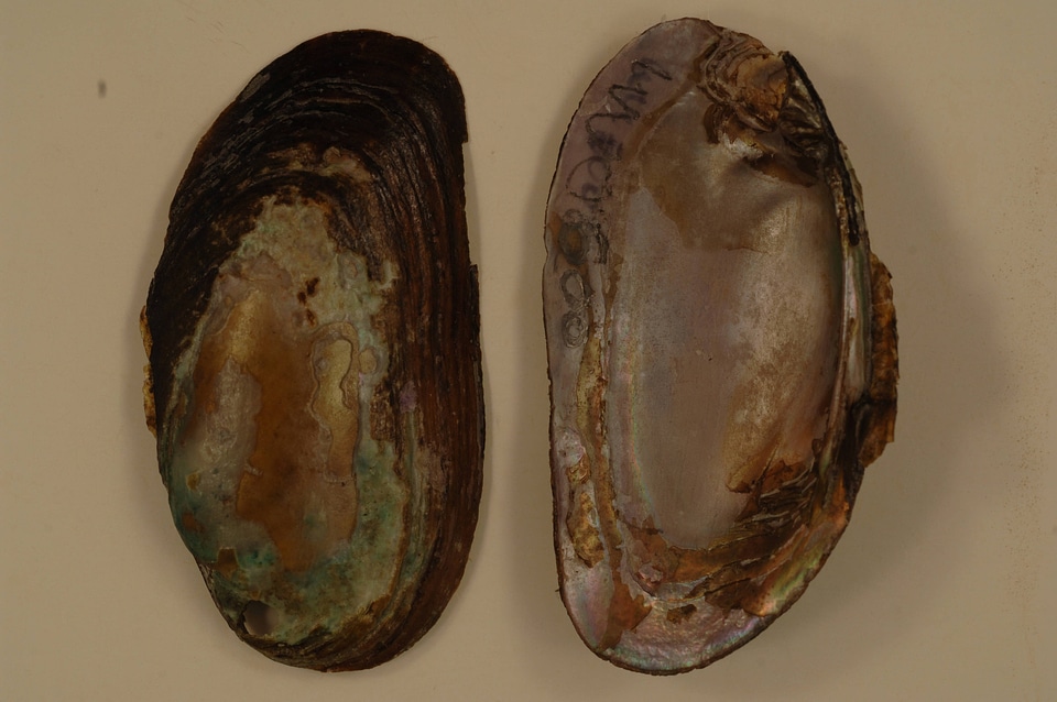 Elliptio complanata-8