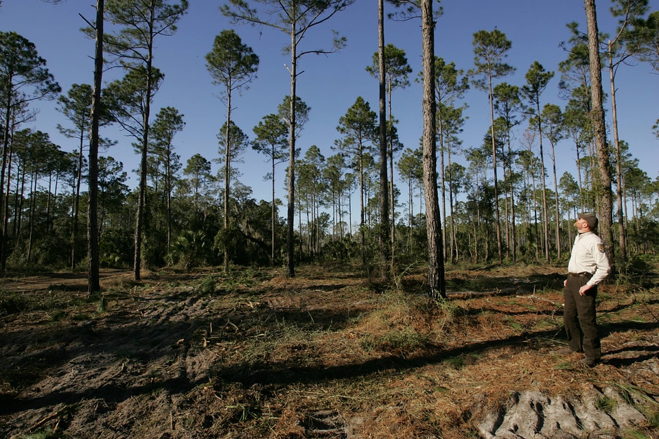 Pine forest-2