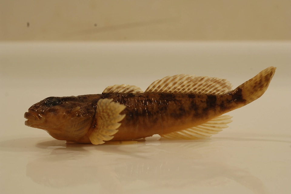 Cottus cognatus-1